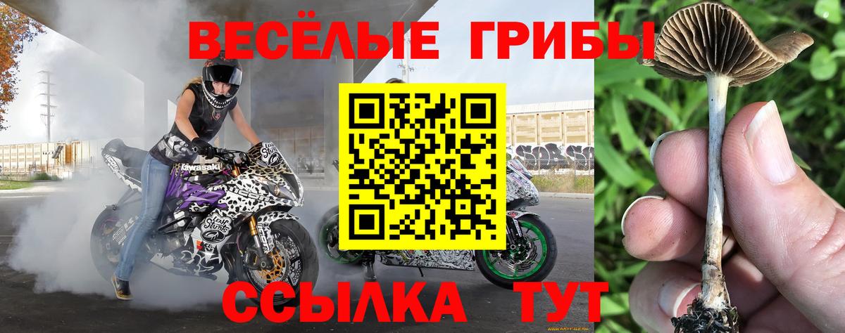 Туймазы  Псилоцибиновые грибы Psilocybine cubensis  Вход с VPN 